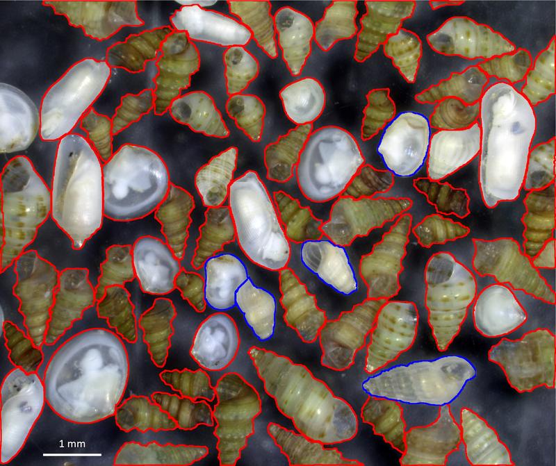 Mollusken einer Probe aus dem Süden Israels: Die rot markierten Arten stammen aus dem Roten Meer, die blauen aus dem Mittelmeer. Im östlichen Mittelmeer haben tropische Arten die Führung übernommen. 