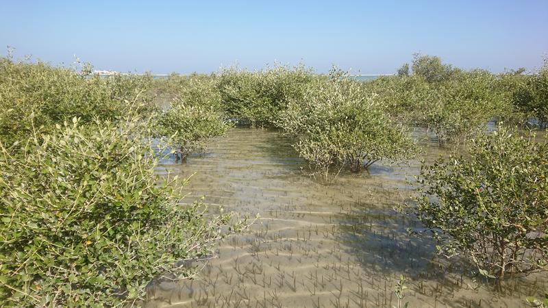 6,000 years ago, mangroves were widespread in Oman. Today, only one particularly robust mangrove species remains there, and this is found in just a few locations.