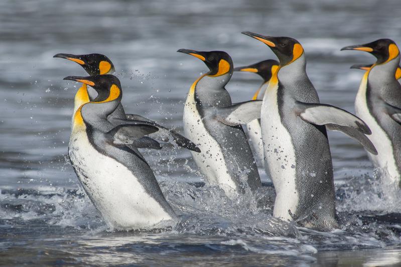 King penguins