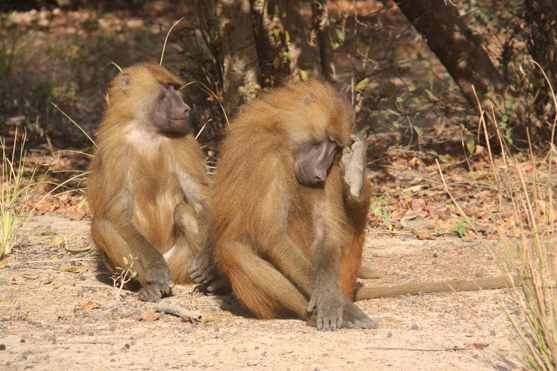 Male Guinea baboons at Niokolo-Koba National Park in Senegal.