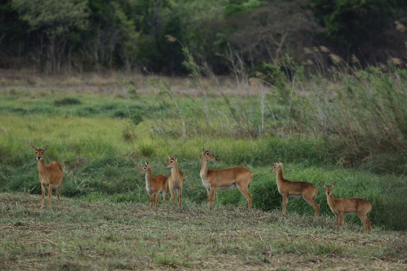 Das Bild zeigt Puku-Antilopen (Kobus vardonii), Weibchen und Jungtiere, am Rand der Schwemmebene des Kasanka-Flusses im Kasanka-Nationalpark in Sambia