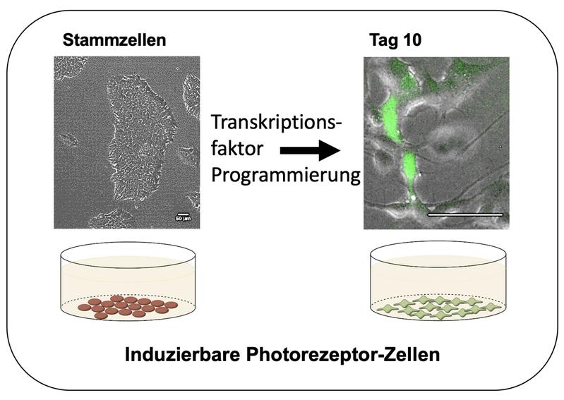 Die Methode. Aus menschlichen Stammzellen werden im Labor Photorezeptor-Zellen. Diese sind wichtig, um Augenkrankheiten weiter zu erforschen, Wirkstoffe auszutesten und Photorezeptor-Ersatztherapien zu entwickeln.