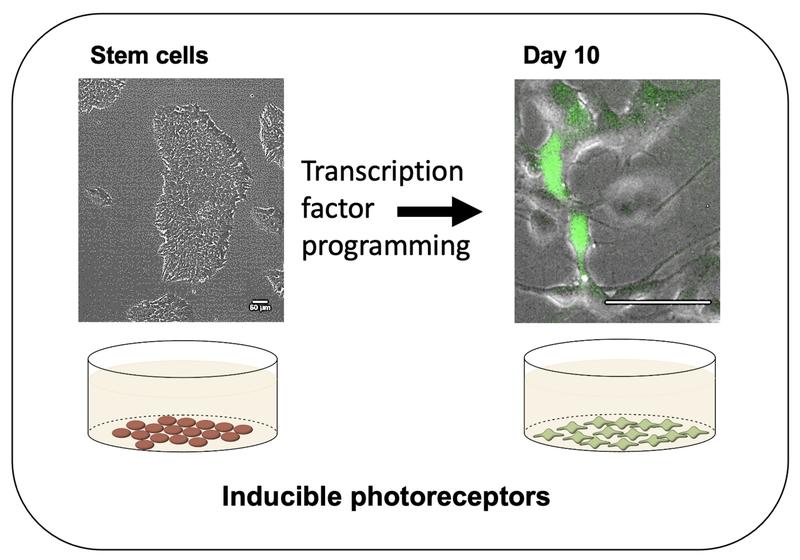 he technology. Human stem cells are differentiated into photoreceptor. These cells are essential for drug screening, further basic and disease research including photoreceptor replacement therapies.