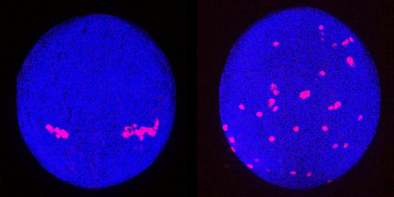 Urkeimzellen (rot) in Zebrafischembryonen wandern geleitet durch einen Lockstoff zu ihrem Bestimmungsort (links). Fehlt der Lockstoffrezeptor, scheint kein Muster ihrer Wanderung vorzuliegen (rechts).