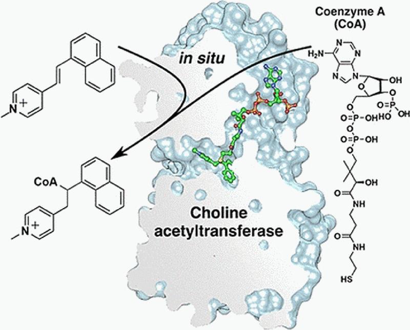 Entwicklung von Cholin-Acetyltransferase-Inhibitoren