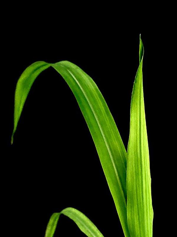Leaves of a maize plant. 