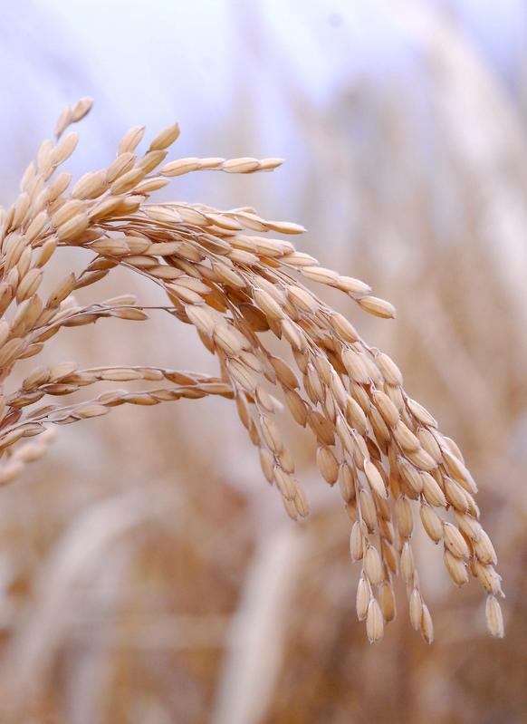 Rising global warming is problematic for the water-intensive cultivation of rice, the staple food for about half the world's population. 