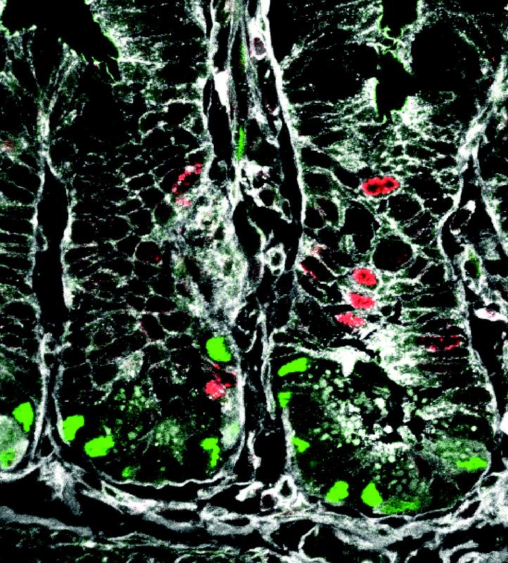 Querschnitt des Darms einer Reportermauslinie. Die Aktivierung des Wnt/PCP-Signalweges (in Grün) in Darmstammzellen lenkt deren weitere Entwicklung in Richtung der Paneth- und enteroendokrinen Zelllinien.