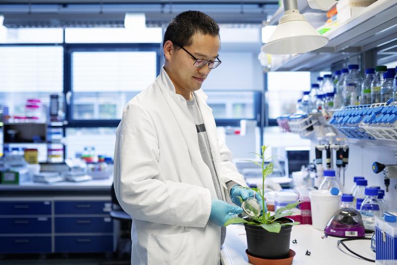 Frassomics: Jiancai Li collects frass a Manduca sexta larva left on a tobacco plant for detailed analysis. 