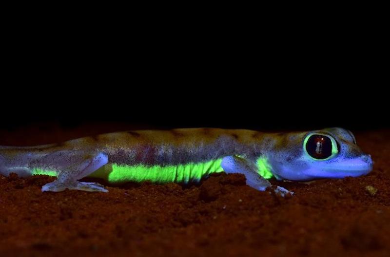 Der Wüstengecko (Pachydactylus rangei) aus der Namib zeigt unter zusätzlicher UV-Beleuchtung (365 nm) einen neon-grün fluoreszierenden Seitenstreifen und einen Ring um die Augen. Dieses Signal ist für Artgenossen aus der „Geckoperspektive“ gut sichtbar. 