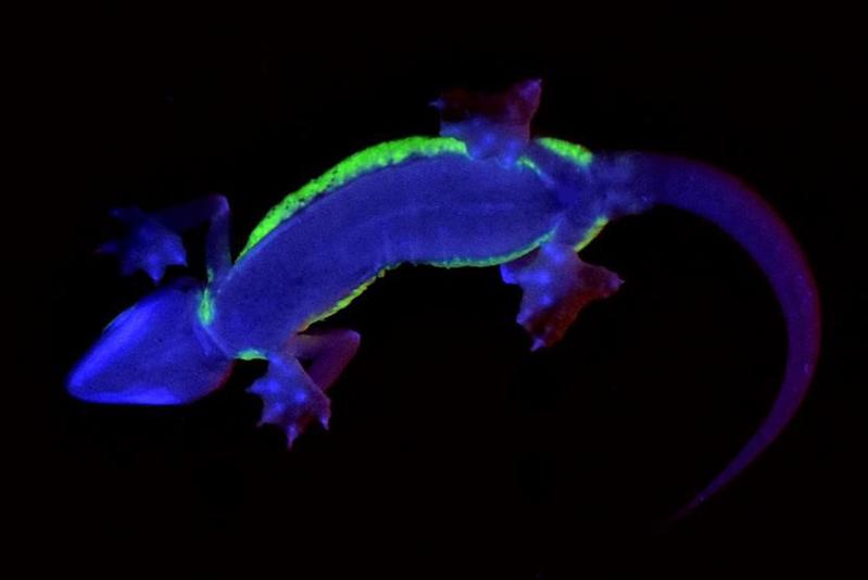 Die Bauchansicht zeigt einerseits die charakteristischen Füße des Wüstengeckos und anderer-seits die seitlich klar begrenzten fluoreszierenden Hautbereiche (unter zusätzlicher UV-Beleuchtung mit max. 365 nm Wellenlänge fotografiert). 