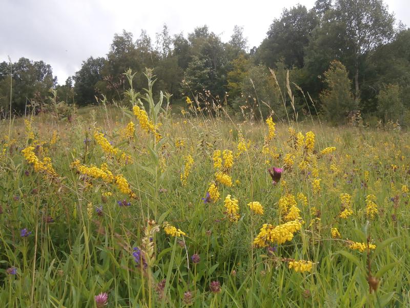 Als Lebensraum bevorzugt der Waldteufel blütenreiche Waldrandstrukturen wie hier in den rumänischen Karpaten. 