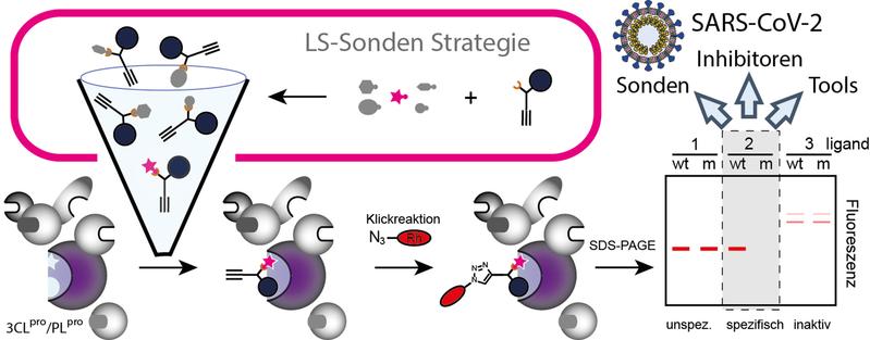 Durch die unter der Leitung von Thomas Böttcher an der Universität Konstanz entwickelte Methode basiert auf chemischen Sonden, die es ermöglichen, selektiv und spezifisch das aktive Zentrum der Protease zu markieren. 
