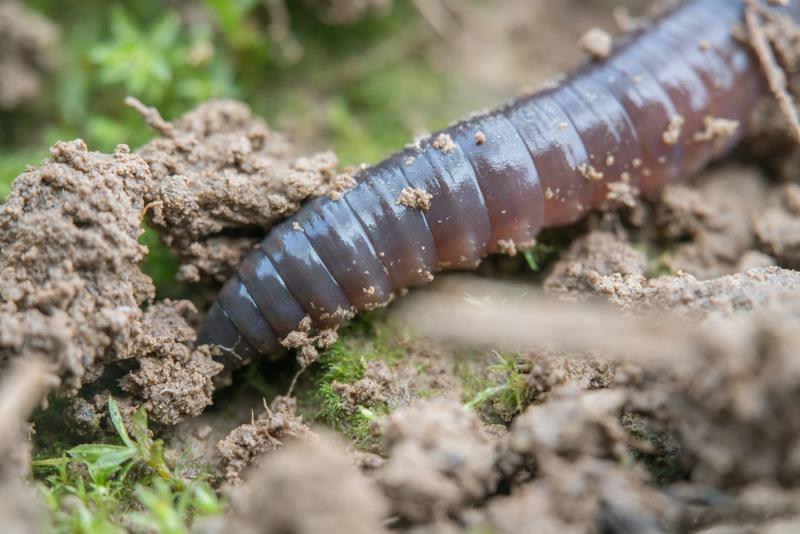 Earthworms are the architects of the soil. They mix the soil layers, form a network of burrows essential for soil water, air and nutrient dynamics, and decompose dead material.