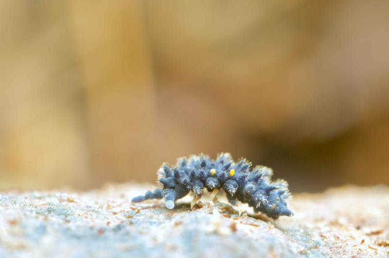 Collembola, such as this Acanthanura sp., can be useful indicators of soil quality and also the focus of nature conservation measures.