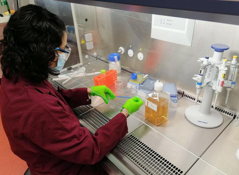 Dr. Mariana Juarez bereitet in einem Labor am Max-Planck-Institut Magdeburg die Synthese von rekombinanten SARS-CoV-2 Spike-Proteinen in Insektenzellen vor.