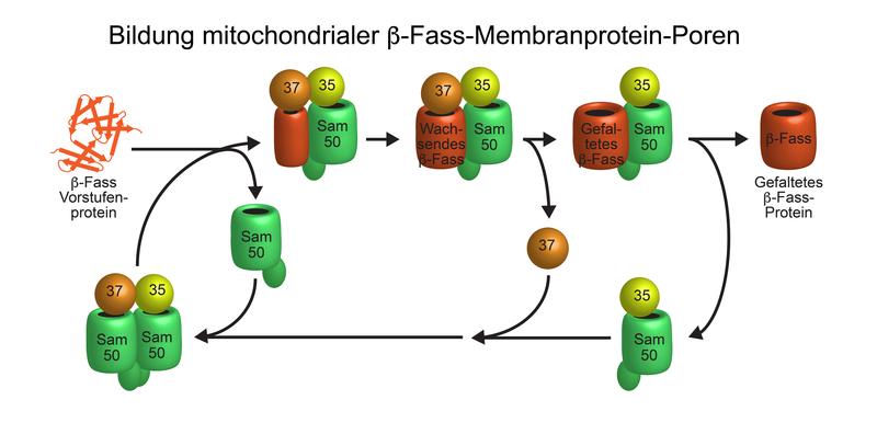 Modell der Bildung von Beta-Fass-Membranprotein-Poren an der Sortierungs- und Assemblierungs-Maschinerie (SAM) in der mitochondrialen Außenmembran.