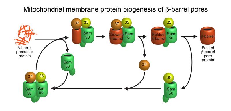 Model of beta-barrel membrane protein pore biogenesis at the sorting and assembly machinery (SAM) of the outer mitochondrial membrane. 