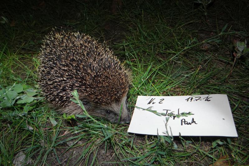 Leibniz-IZW hedgehog monitoring in a Berlin park