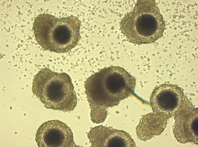 Freshly isolated African lion oocytes