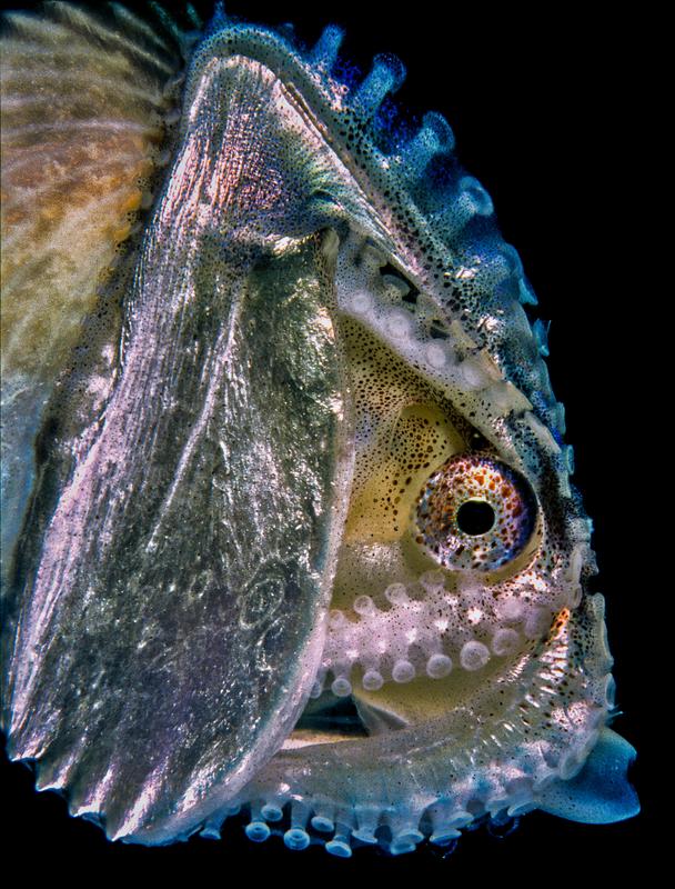 Nominiert als "Molluske des Jahres 2021": Kopffüßer Argonauta argo,