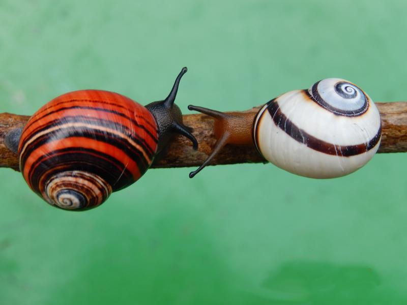 Zur Auswahl steht auch die Kubanische Landschnecke Polymita picta