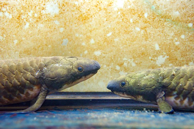 Ready to march: Australian lungfish at the Aqua Terra Zoo - Haus des Meeres in Vienna, Austria.