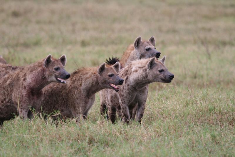Group of hyenas during a border conflict