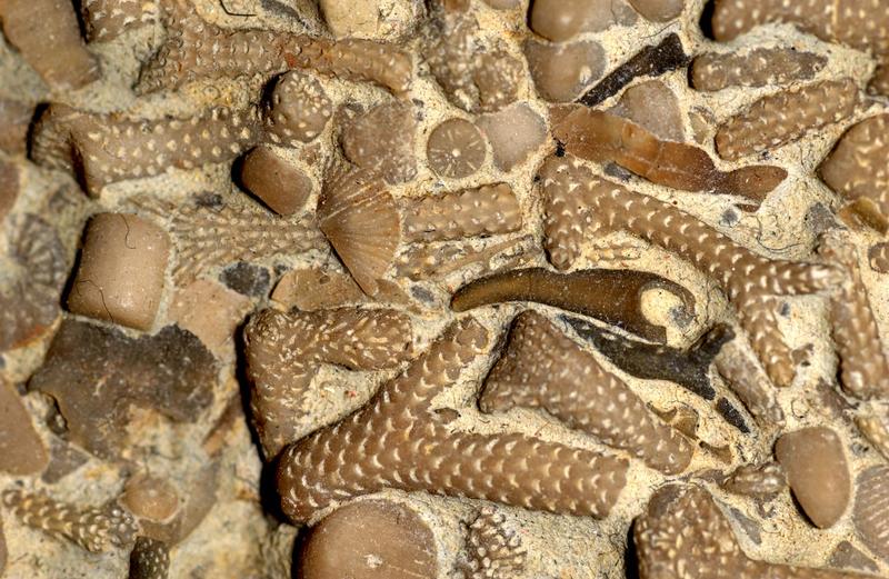 Grundlage für Untersuchungen über das Zusammenwirken lang- und kurzzeitiger Temperaturänderungen im Verlauf der Erdgeschichte waren die fossilen Überreste bereits ausgestorbener Lebewesen (hier: Moostierchen und Fragmente von Seelilien). 