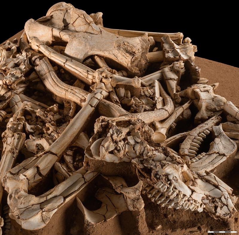 Durch Überschwemmungen wurden tausende Skelettelemente ertrunkener Säugetiere an der heutigen Fundstelle Untermaßfeld zusammen gespült. 