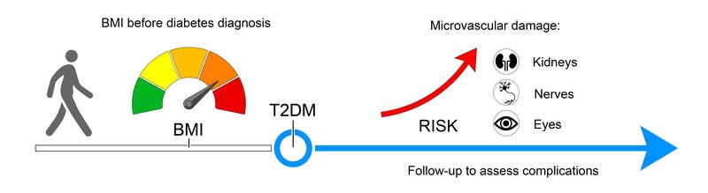 Participants in the EPIC-Potsdam study who developed type 2 diabetes (T2DM) during follow-up and had a higher BMI before diagnosis showed an increased risk of microvascular complications of T2DM.