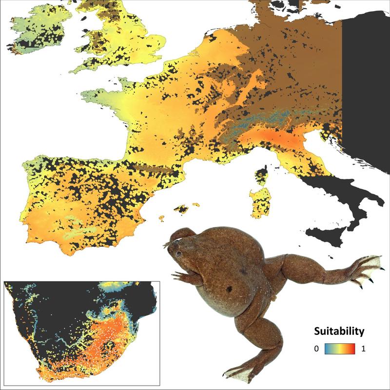 2 Mio km2 umfasst das potenziell mögliche Habitat für den Krallenfrosch in Europa (oben).  Die Berechnungen für die Verbreitung in Afrika decken sich mit dem tatsächlichen Gebiet des Lebensraums (unten links). Ganze Unterschrift siehe Text. 