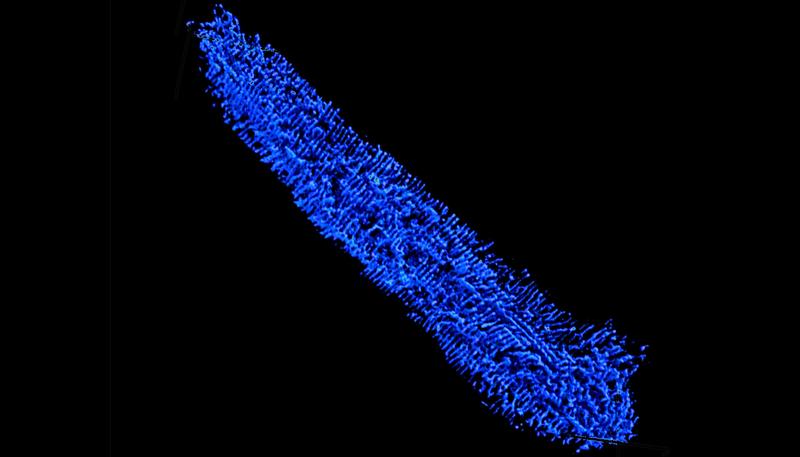 Herzmuskelzellen enthalten ein ausgedehntes Netzwerk von Quertubuli. Die Quertubuli (blau) wurden in 3D im Inneren einer einzelnen Herzmuskelzelle rekonstruiert (die Länge der Zelle ist vergleichbar mit der Breite einer Wimper). 