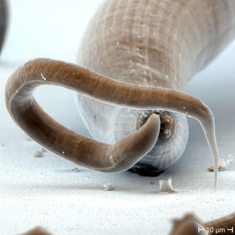 Pristionchus-Nematoden jagen andere Würmer und machen auch vor Kannibalismus nicht Halt. Ein Selbsterkennungssystem schützt allerdings ihre Nachkommen und nahen Verwandten vor diesem Verhalten.