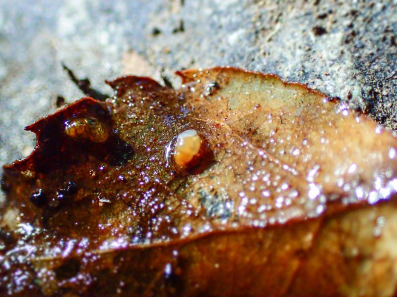 Obtusopyrgus farri auf einem Blatt