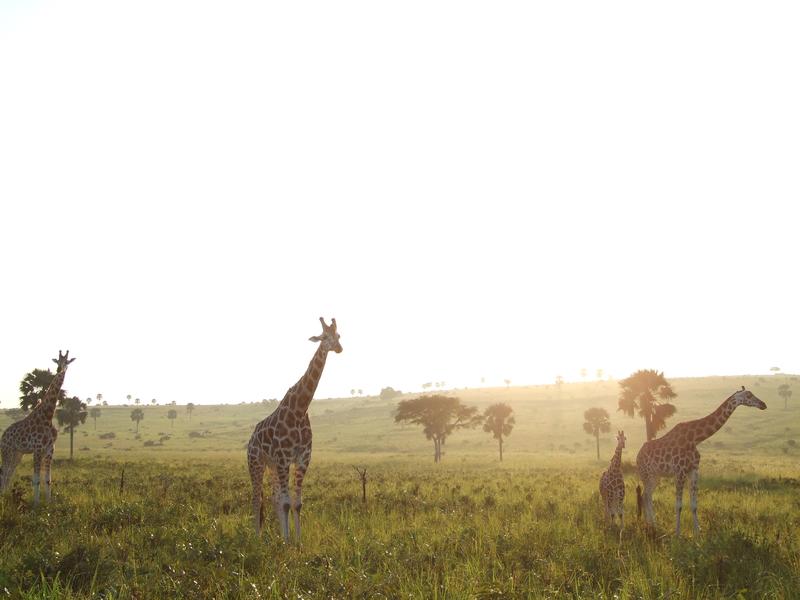 Giraffen im Murchison Falls National Park, Uganda, 2015