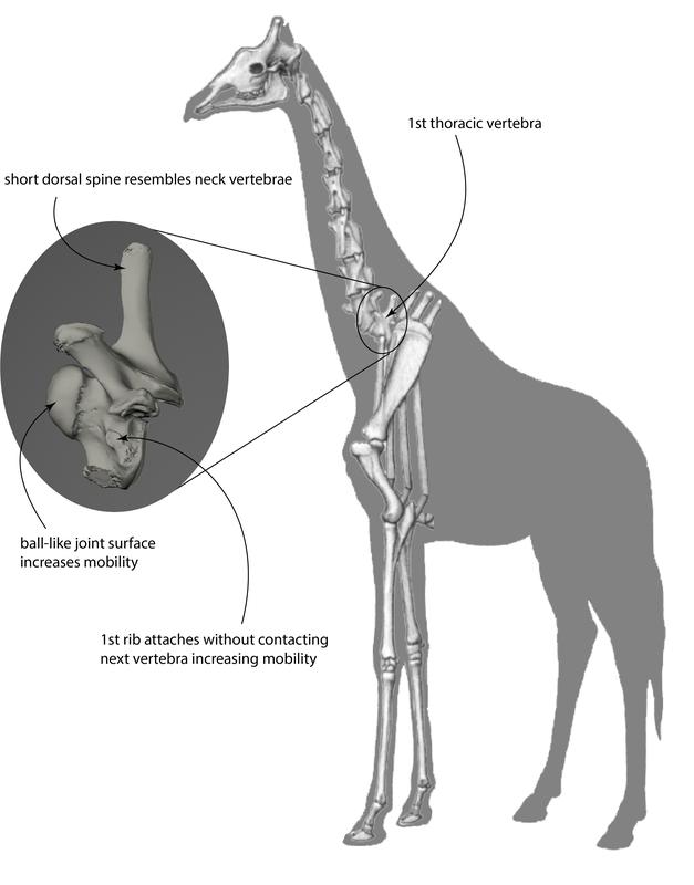 1st thoracic vertebra anatomy