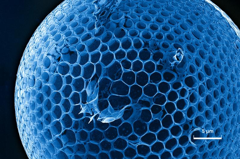 Kieselalge unter dem Helium-Ionenmikroskop des HZDR.