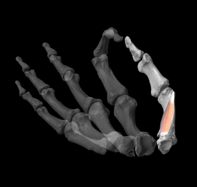 Aspect of the virtual model developed by the researchers to assess thumb dexterity in the fossil record