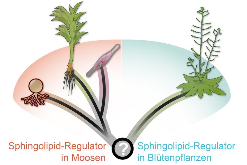 Konvergenter evolutionärer Ursprung der Regulation von Sphingolipiden.