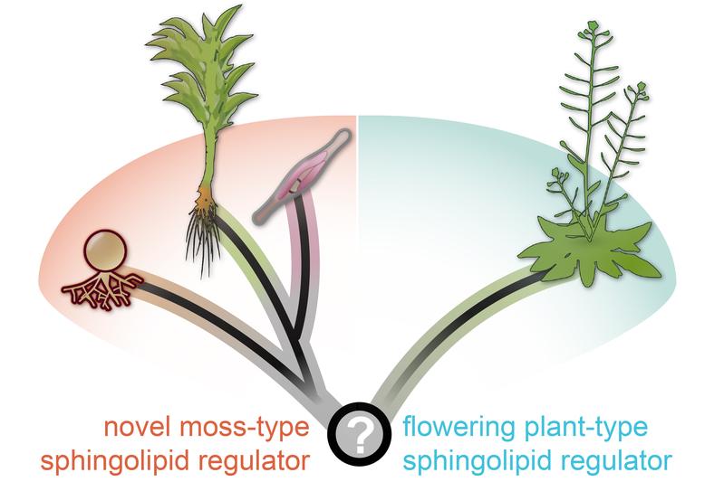 Convergent evolutionary origin of sphingolipid modification 