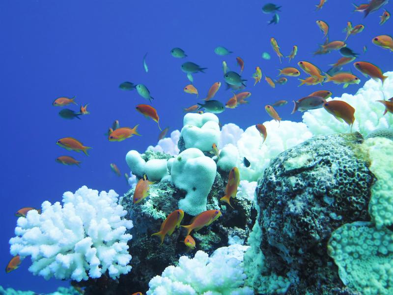 Bleached reef off Saudi Arabia, on the left a coral of the genus Pocillopora 