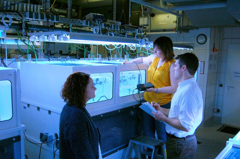 Visiting Professor Justin Ries monitoring an experiment on the impact of ocean acidification on coral calcification at ZMT