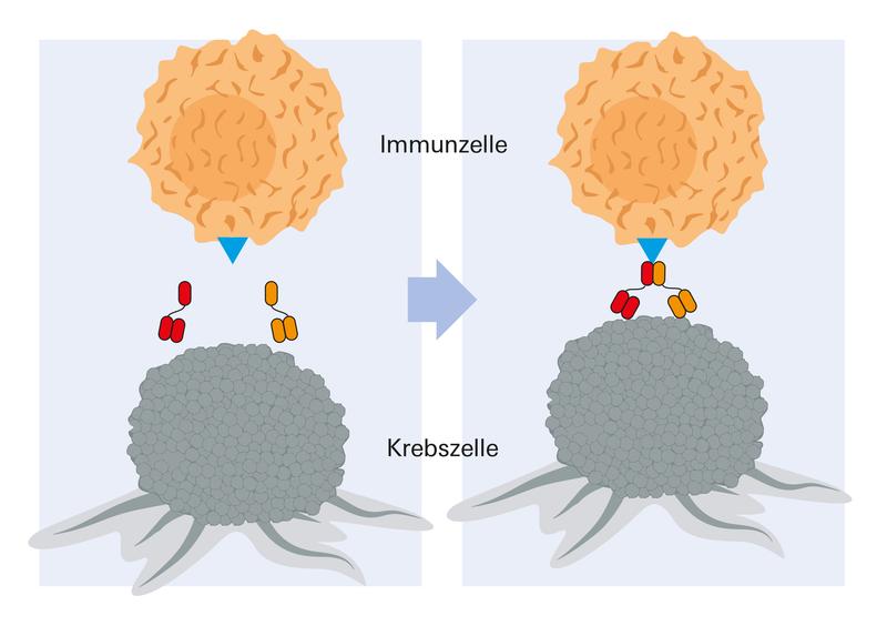 Zwei Hemibodies fügen sich auf der Krebszelle zusammen, halten eine Immunzelle (T-Zelle) fest und  aktivieren diese. 
