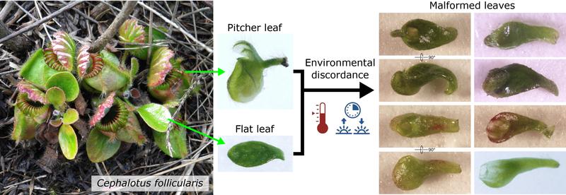 The Australian pitcher plant produces malformed leaves under an uncommon combination of temperature and photoperiod.