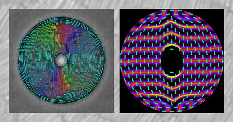 Die experimentelle Momentaufnahme (links) für harte Stäbe in gekrümmten Geometrien stimmt genau mit dem theoretischen Dichteprofil (rechts) überein. 