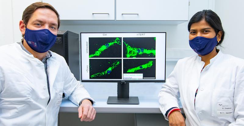 Dr. Christian Bär (links) und Dr. Shambhabi Chatterjee vor einem Monitor mit grün angefärbten Mitochondrien in menschlichen Herzmuskelzellen.