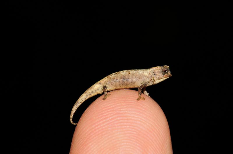 Mit einer Körperlänge von 13,5 mm ist dieses Nano-Chamäleon (Brookesia nana) das kleinste bekannte Männchen unter den fast 11.500 bekannten Reptilienarten.