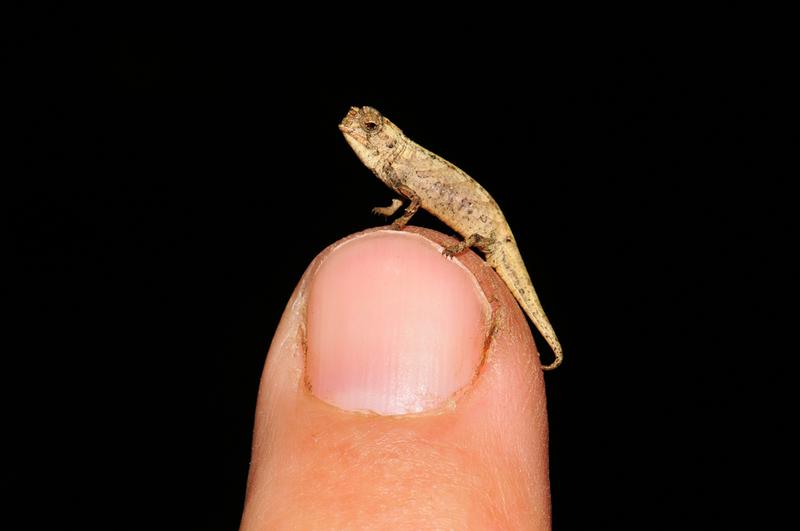 The male Nano-Chameleon (Brookesia nana) is the smallest adult reptile that has ever been found.