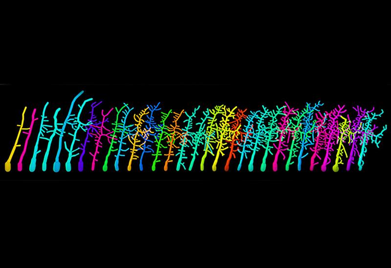 Time-lapse images of the development of dendrites